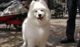 青春萨摩耶爆料视频,揭秘萌犬日常与成长瞬间